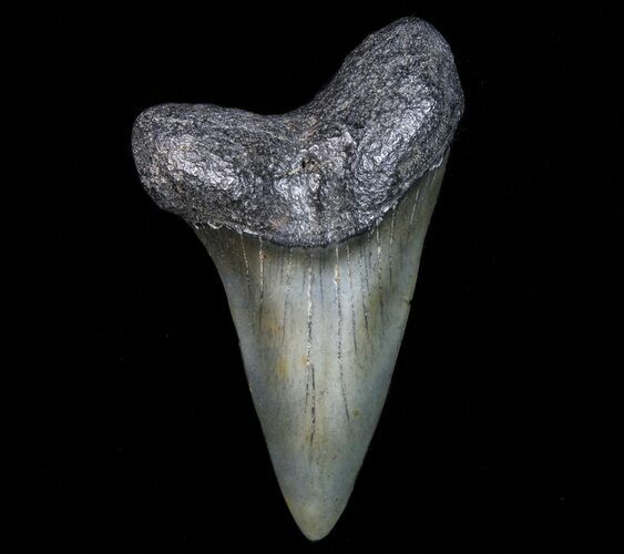 Fossil Mako Shark Tooth - Georgia #75063